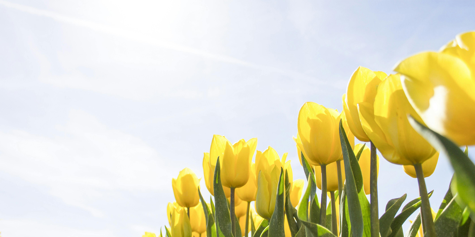 Yellow tulip field with clear blue skies
