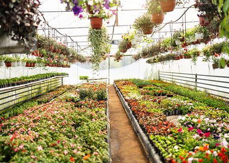 Pettiti Garden Center